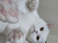 Çok uyumlu bir british shorthair kız