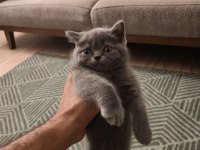Chinchilla Yavru Kedimiz