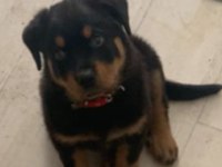 4 aylık erkek rottweiler