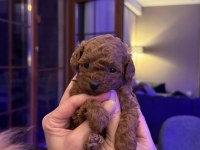 Garantili Tea Cup Poodle Yavrular