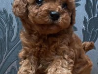 Red toy poodle