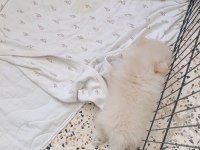 Pomeranian Boo Erkek Ve Dişi Yavrularımız