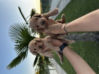 Erkek ve dişi dark toy poodle yavrular