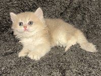 Anne Baba Şecereli Safkan British Longhair Ay12 Erkek