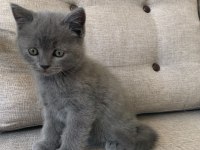 Kedi erkek british shorthair