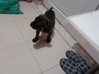 Sahiplendirilecek cane corso ısparta içi