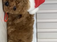 Gerçek Kore teacup toy poodle