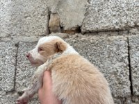İki haftaya teslime hazır border collie yavrular