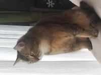 Ücretsiz British Shorthair 1,5 Yaşında