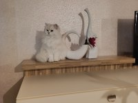 British longhair ny1133