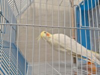 Satılık Sultan Papağanı