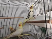 Ele alıştırmalık 45 günlük sultan papağanı
