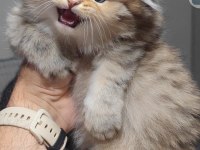 Scottish fold kedisi