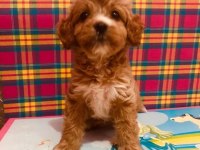 Orjinal Red Maltipoo Bebeğimiz