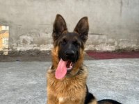 Sevgine zamanına emeğine değecek yavru alman kurdu