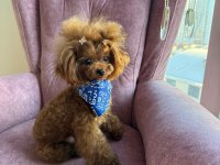 A+ ÜST KALİTE KORE ÇANTA BOY CÜCE POODLE BEBEKLER