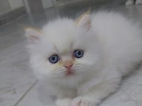 İran kedisi 2 aylık acil