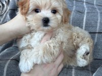 Maltipoo cinsi yavrular dişi ve erkek mevcuttur
