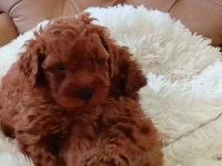 Toy poodle yavrularımız ruhsatlı çiftliğimizden
