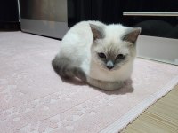 6-7 Aylık British Shorthair