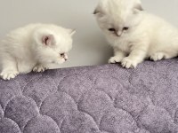 Saf kan scottish fold