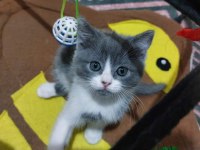 Siyah gri golden british shorthair yavrularımız