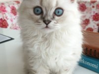 British longhair 2 aylık
