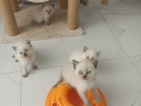 Bluepoint British Shorthair Yavruları A Kalite