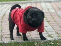 3 Yaşında Dişi Orjinal Pug Mops