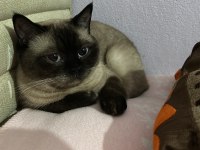 2 yaşında blue point kedimiz ücretsiz