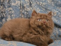 SAFKAN KAHVE CİNNAMON VE CİNNAMON BICOLOR BRİTİSH YAVRULAR