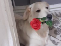 ERKEK 1 YAŞINDA GOLDEN RETRİEVER
