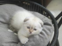 A kalite scottish fold yavrularımız