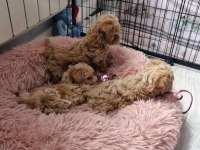 FULL GARANTİLİ GERÇEK TEACUP MALTİPOO