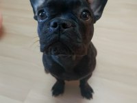 Bu Kalitede Piyasada French Bulldog Yok
