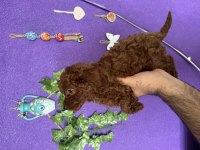 SCRLİ IRK SAĞLIK BOY KG GARANTİLİ DARK RED BROWN POODLE