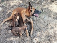 Belçika malinois köpekler