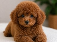 Poodle köpeğimiz için açıklamayı okuyun lütfen