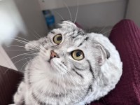 Geçici yuva arıyorum kedimize