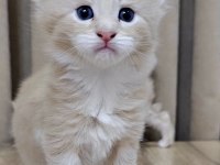 MAİNE COON YAVRU KEDİLERİMİZ