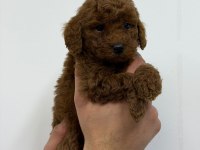 IRK GARANTİLİ EVİNİZİN NEŞESİ TOY POODLE