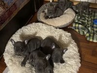 Muhteşem Fransız Bulldog Yavruları