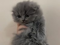Scottish Fold Yavruları