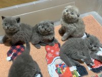 Evden Show Kalite Scottish Fold Yavrular