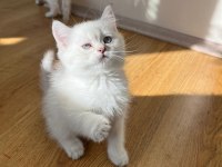 2 aylık british shorthair