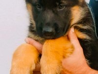 Üst düzey alman çoban köpeği yavru