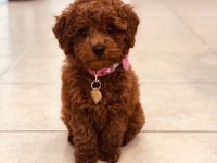 MERSİN TOY POODLE KÖPEKLERİ