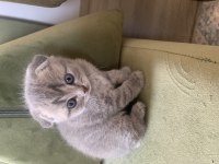 Muhteşem bebeklerimiz british shorthair