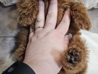 2 aylık Toy Poodle yavrular