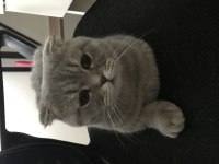 Bursa Scottish Fold